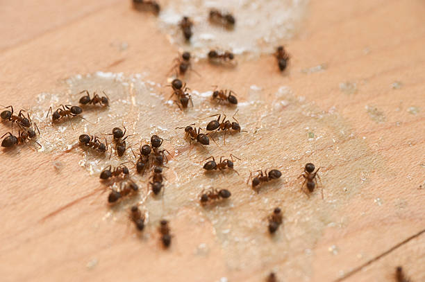 Best Bed Bug Extermination  in Rising Sun Lebanon, DE