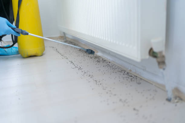 Best Wasp Removal Services  in Rising Sun Lebanon, DE