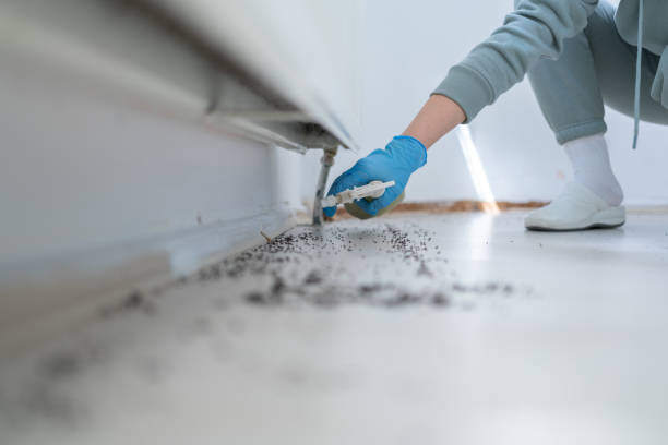 Best Local Pest Control Services  in Rising Sun Lebanon, DE